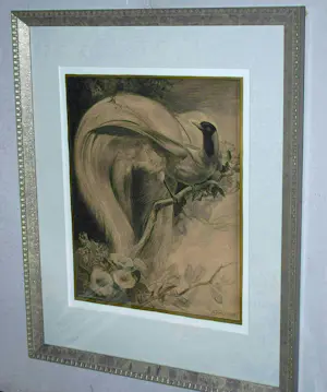 Adriaan van 't Hoff - Paradijsvogel - extra: een ingelijste litho kaketoes kaufen? Bieten Sie von 65!