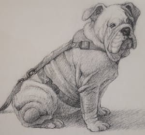 Ella van Schaik - Bulldog kopen? Bied vanaf 20!