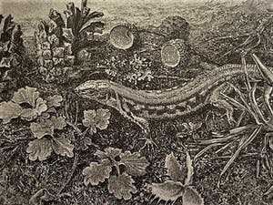 Dirk van Gelder - Meester graficus HERFST dennenappels, salamander etc - oplage 75 - potl.gesignrd kopen? Bied vanaf 68!