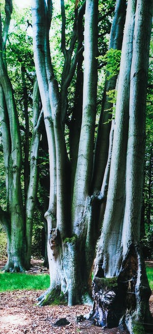 Cees Hageman - Foto, Bomen (Zeer Groot) kopen? Bied vanaf 150!