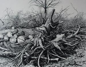 Patrick Creyghton - Litho: Knoestige boomstronk kopen? Bied vanaf 75!