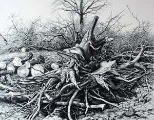 Patrick Creyghton - Litho: Knoestige boomstronk verkocht voor € 75!