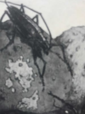 Ad van Dijk - Kevers kopen? Bied vanaf 15!