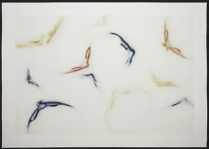 Mark Verdoes - Giclee, Natura - Schelpen in Melk kopen? Bied vanaf 1!