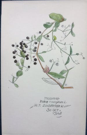Han Krug - Botanische tekeningen/aquarellen jaren 40/50 kopen? Bied vanaf 45!