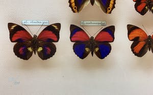 Paul Huf - C-print - 'Butterflies' - 1988 (INGELIJST) kopen? Bied vanaf 150!