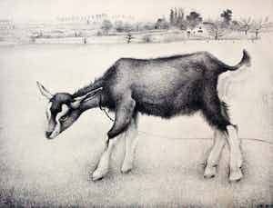 Jan Wittenberg - litho: geitje verkocht voor € 125!