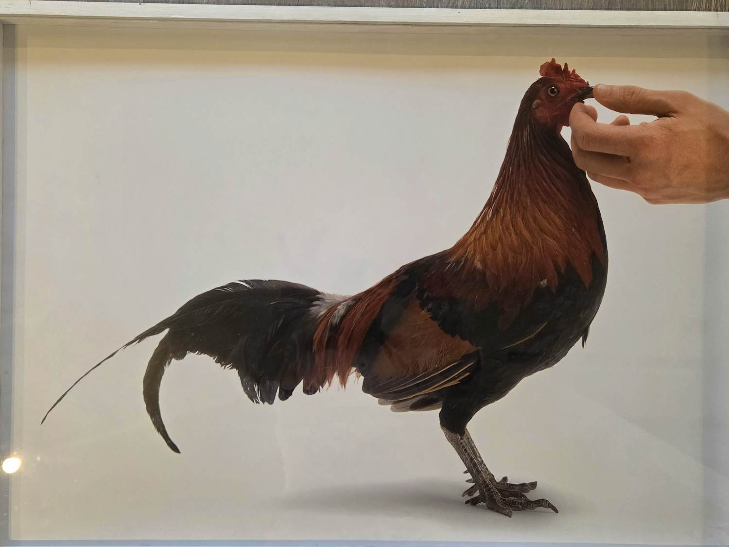 Roger Raveel - Feeding Chicken kopen? Bied vanaf 895!