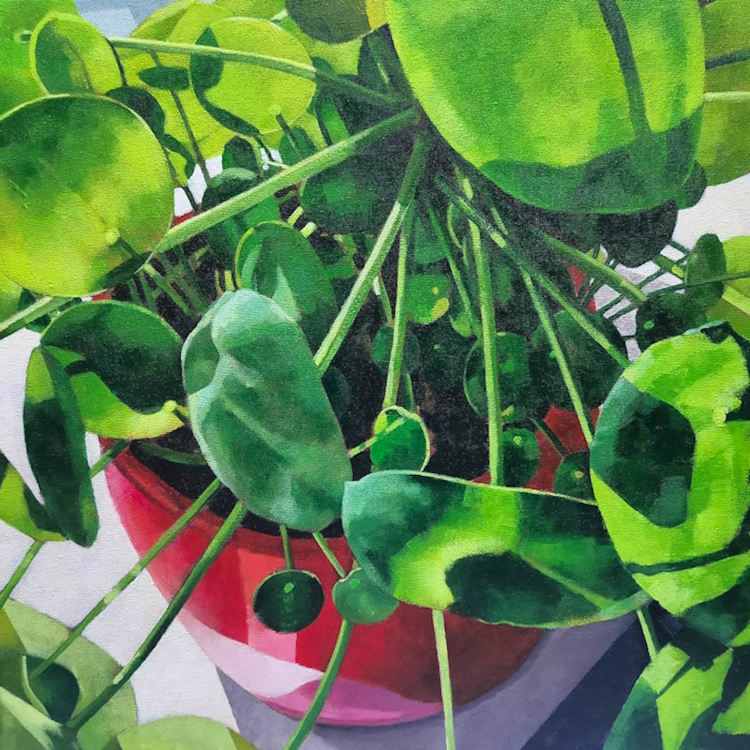 Buy Willem Visser - Pannenkoekplant in vensterbank? Bid from 170!