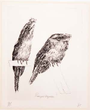 Peter Vos - Ets, Pordargus strigoïdes verkocht voor € 100!