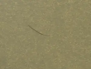 Fon Klement - Boardsnede, En verqure - Ingelijst (Groot) kopen? Bied vanaf 200!