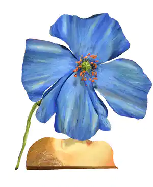 Arja van den Berg - Wandinstallatie in olieverf op zink, Vrouw met blauwe papaver verkocht voor € 1!
