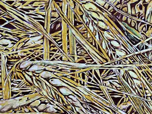 Ger Daniels - Granen kopen? Bied vanaf 300!