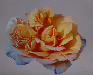 Peter Heij - Rosa kopen? Bied vanaf 75!