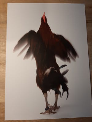 Koen Vanmechelen - Fighter - grote lambda print - handgesigneerd kopen? Bied vanaf 799!