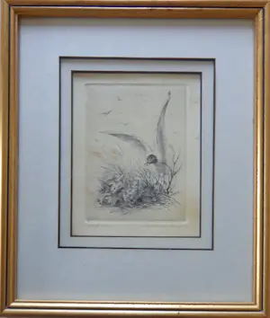 Maarten Langbroek - LOT 2 STUKS / KIEVIT + KAPMEEUW / ZW-W ETS / 26x22cm / KADER / SIG kopen? Bied vanaf 45!