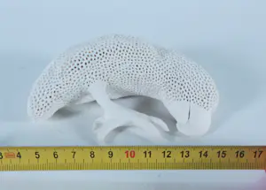 Kathja Smits - Porselein, Papegaai kopen? Bied vanaf 100!