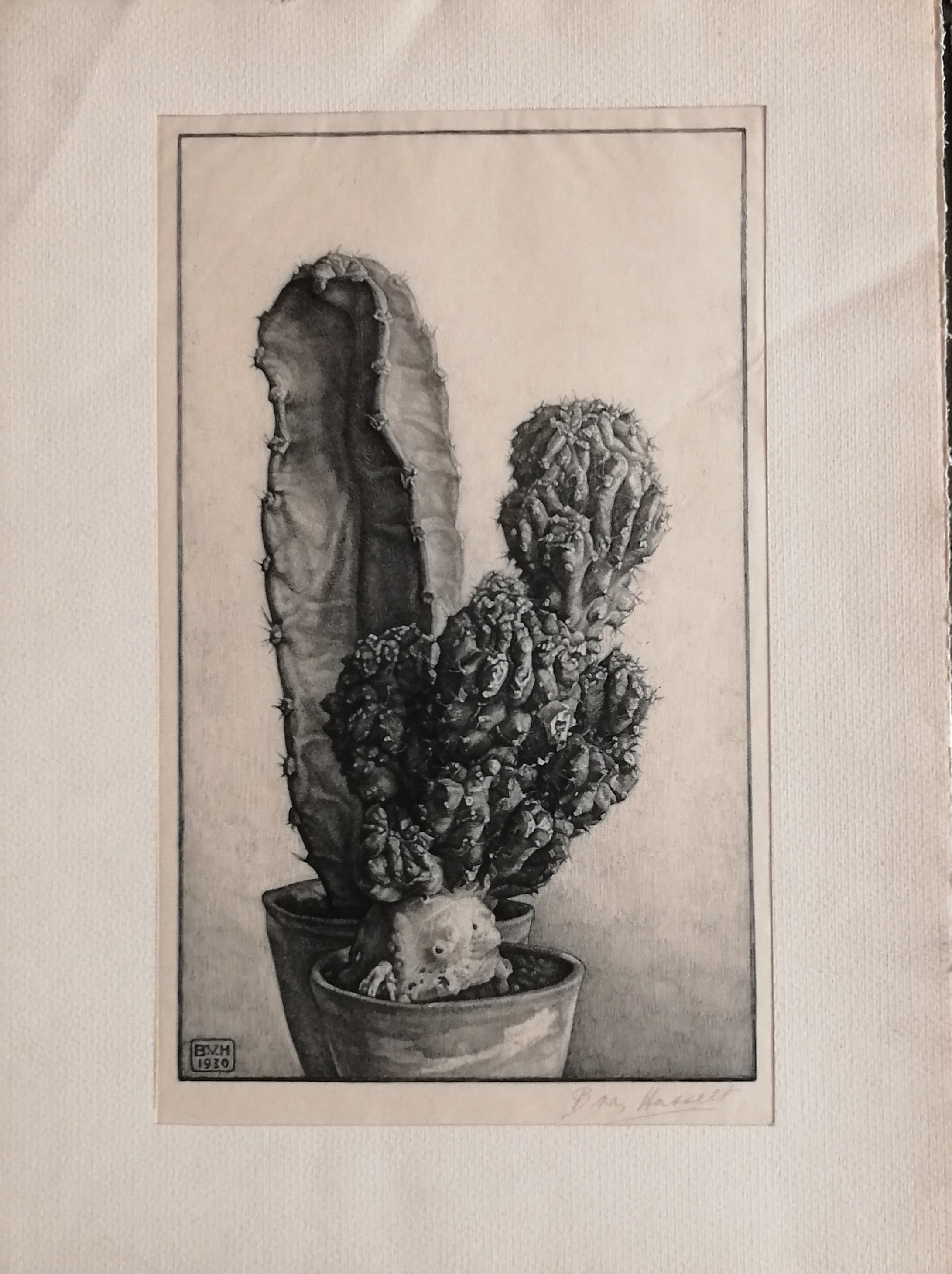 Bertha van Hasselt - Cactussen kopen? Bied vanaf 30!