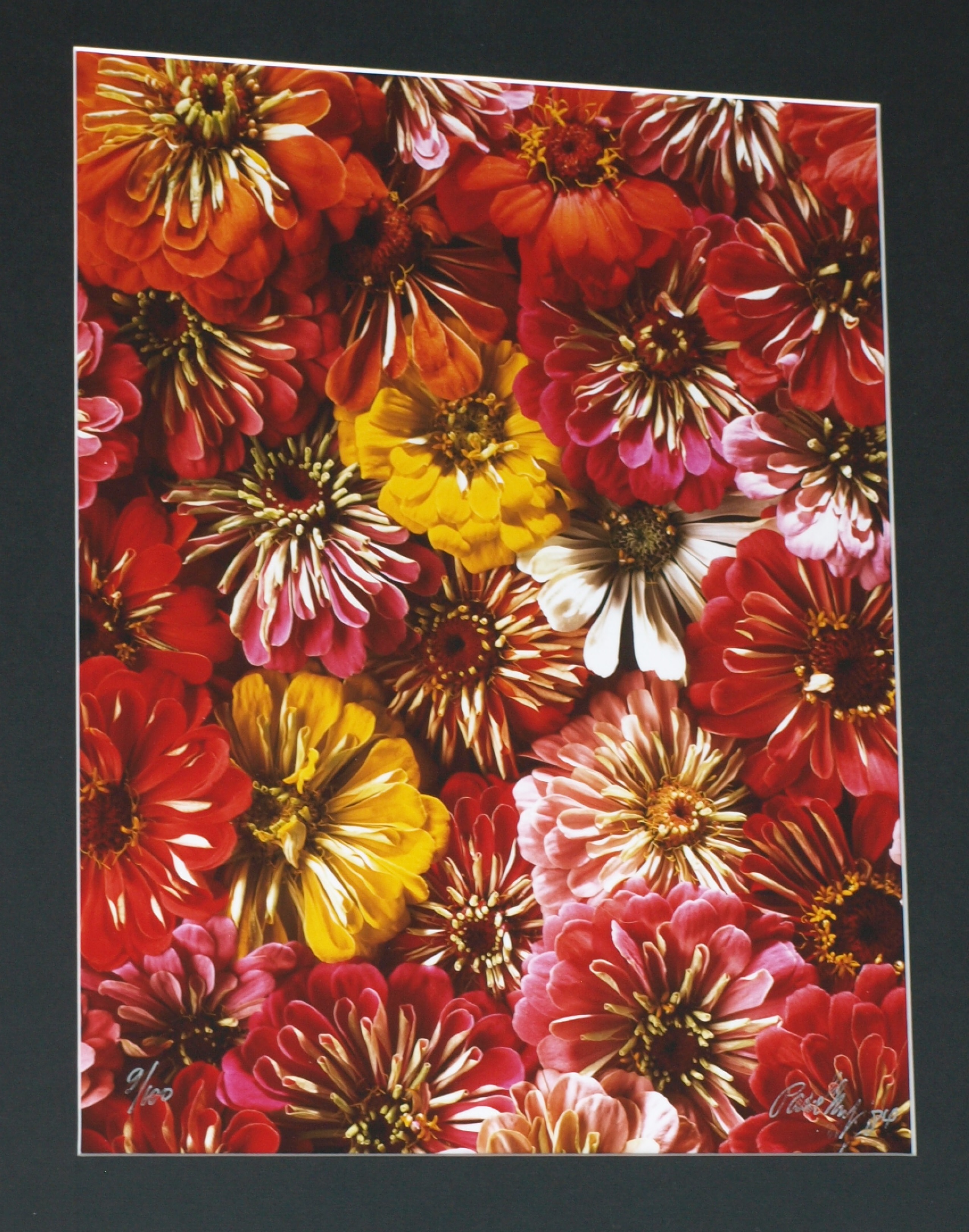 Paul Huf - Foto , Flowers , Bloemen – gesigneerd & ingelijst - 1984 - 60 x 50 cm verkocht voor € 75!