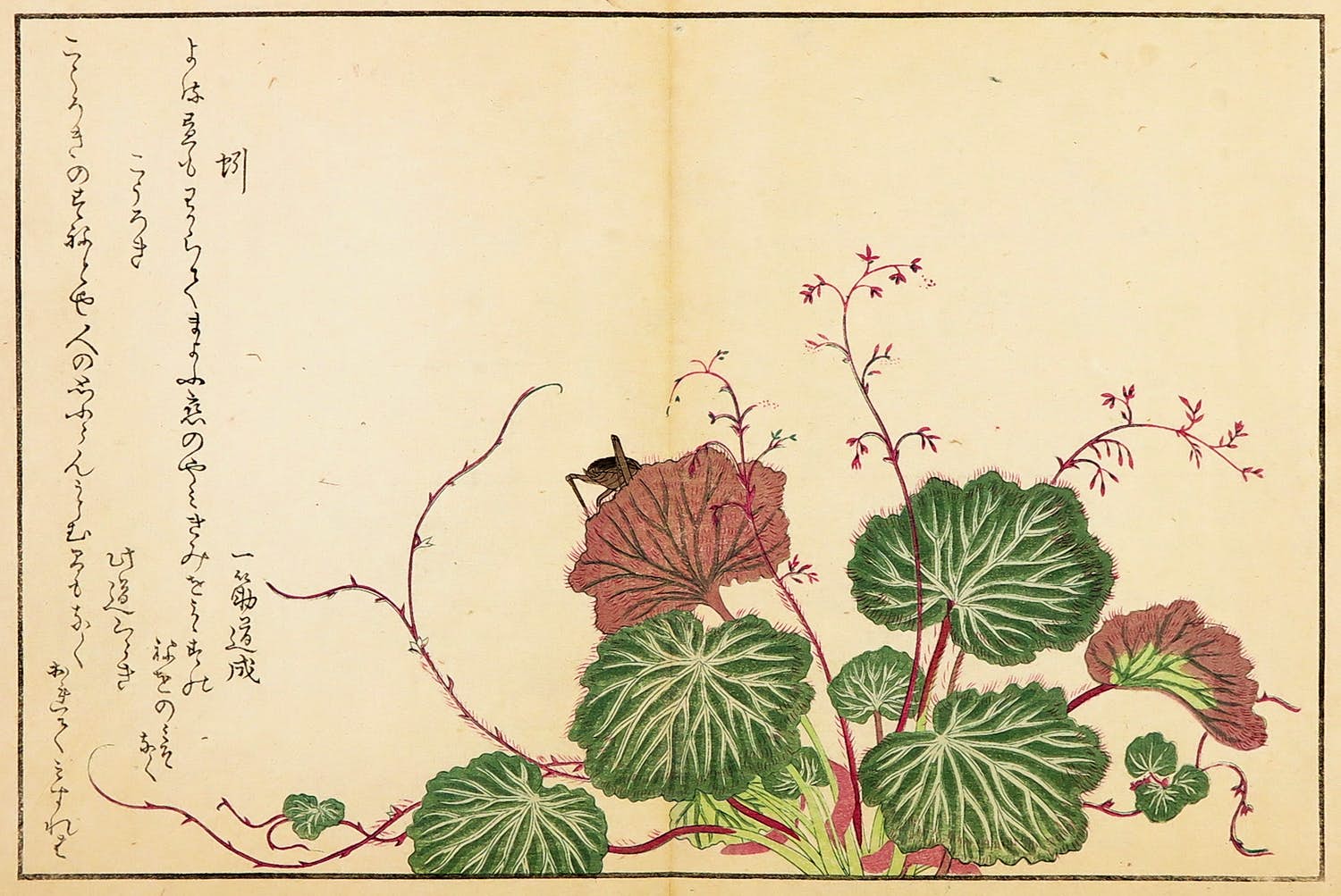 Kitagawa Utamaro - Houtdruk, Worm en krekel op kruipende steenbreek verkocht voor € 35!