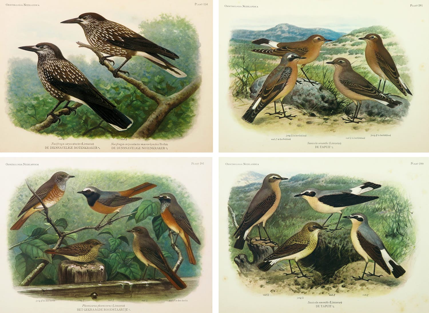 Eduard Daniël van Oort - Chromolitho, Lot van vier voorstellingen uit 'De Vogels van Nederland' verkocht voor € 1!