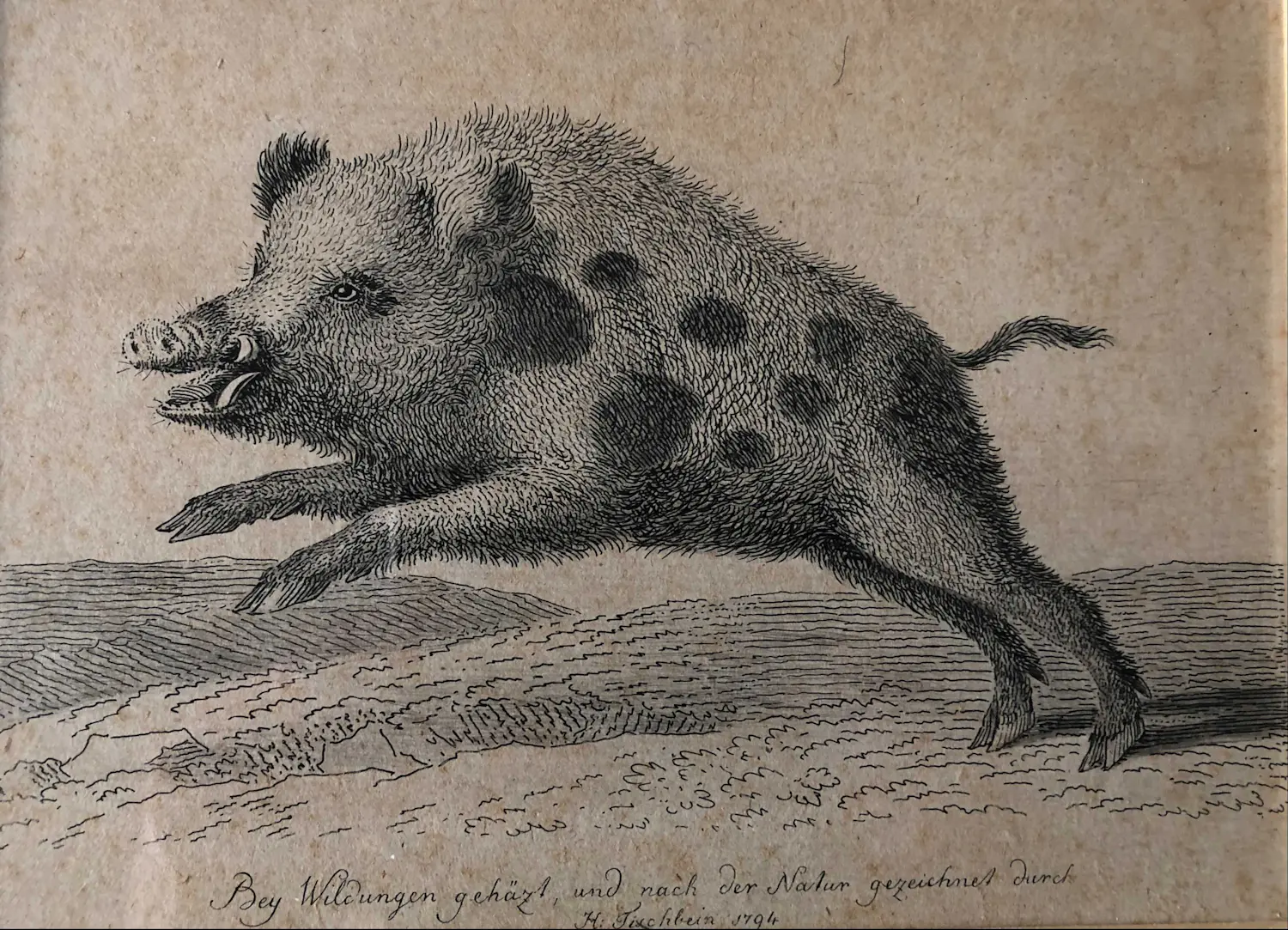 Johann Heinrich Tischbein (1742-1808)