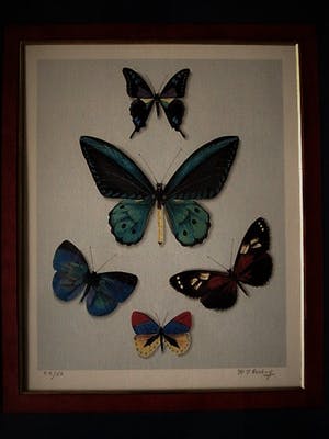 Hans Verhoef - Magnifiek realistisch Grafiek - Bep. Oplage Litho "diverse Vlinders" gesigneerd kopen? Bied vanaf 10!