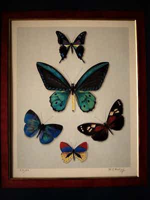 Hans Verhoef - Magnifiek realistisch Grafiek - Bep. Oplage Litho "diverse Vlinders" gesigneerd verkocht voor € 10!