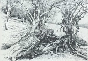 Patrick Creyghton - C1932-15, Boomstronk kopen? Bied vanaf 90!