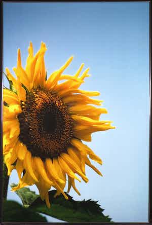 Paul Huf - C-Print, Zonnebloem - Ingelijst (Zeer groot) verkocht voor € 100!