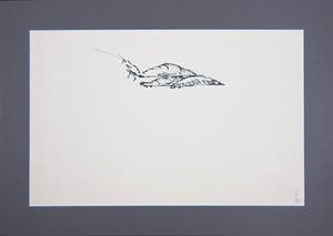 Melle Oldeboerrigter - Inkttekening op papier, z.t. Ontpoppend insect kopen? Bied vanaf 1!