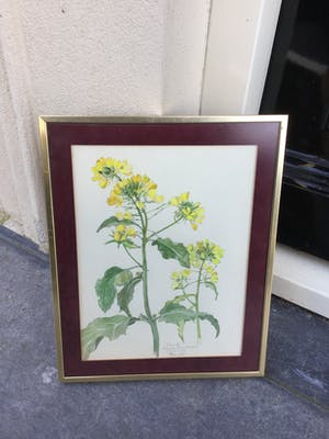 Johan Briede - B1253-3, Herik Sinapsis Arvensis (bloemstudie) kopen? Bied vanaf 195!