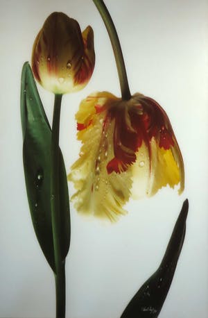 Paul Huf - C-Print, Tulpen om en om - Ingelijst (Groot) kopen? Bied vanaf 1!