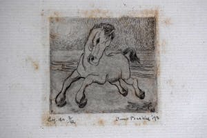 Enno Brokke - Veulen in de wei kopen? Bied vanaf 50!