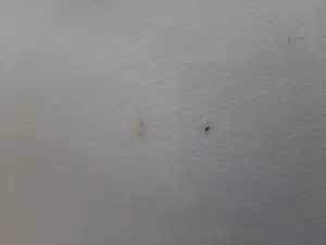 Lucas Kuys - Ets, zonder titel kopen? Bied vanaf 35!