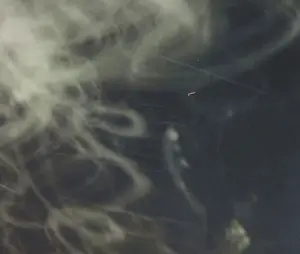 Hans van Ommeren - Fotografie op dibond, Bomen en licht kopen? Bied vanaf 50!