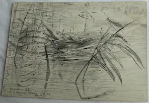 Theo van Hoytema - Litho, Drijvend nest van een dodaars, Texel - 1913 kopen? Bied vanaf 10!