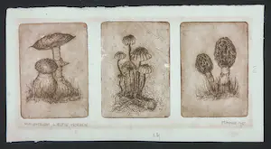 Niet of onleesbaar gesigneerd - Ets, Vliegenzwam, wieltje morielje kopen? Bied vanaf 1!
