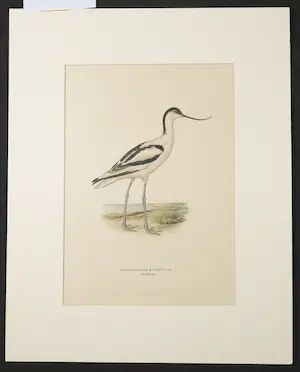 Wilhelm von Wright - Litho, Recurvirostra avosetta, uit: Svenska fogla (...) kopen? Bied vanaf 1!