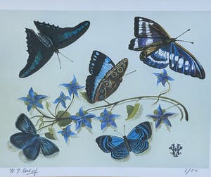 Hans Verhoef - A8341-4, Stilleven met blauwpaarse vlinders kopen? Bied vanaf 75!