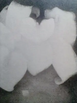 Jan Mankes - Aronskelken kopen? Bied vanaf 45!