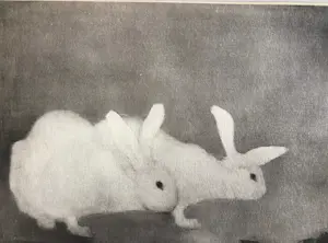 Jan Mankes - Originele Heliogravure 2 Konijntjes 1923 kopen? Bied vanaf 120!