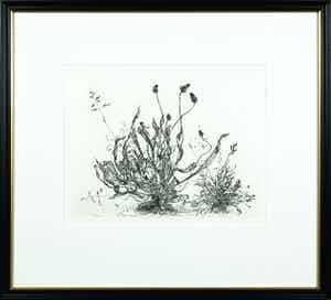 Simon Koene - Ets, Smalle Weegbree - Ingelijst verkocht voor € 40!