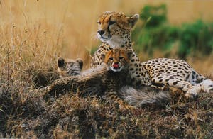 Thomas D. Mangelsen - Foto, Kenya Gold - Ingelijst (Groot) kopen? Bied vanaf 50!