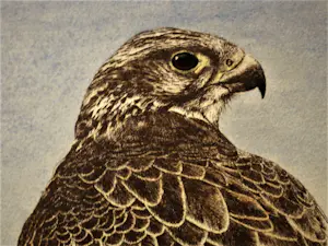 Timothy John Greenwood - gelauwerde Brits graficus - "Havik en prooi" - ETS & aquatint - oplage 100 kopen? Bied vanaf 42!