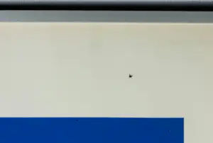 Willem Hussem - Zeefdruk, Compositie met gekruiste lijnen in blauw - Ingelijst kopen? Bied vanaf 200!