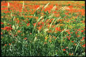 Paul Huf - Foto, Klaproos - Ingelijst verkocht voor € 50!