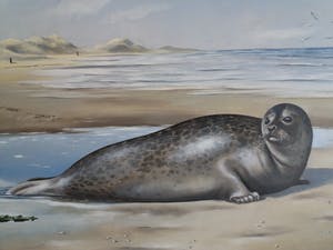 Rob van Assen - Zeehond op het strand kopen? Bied vanaf 250!