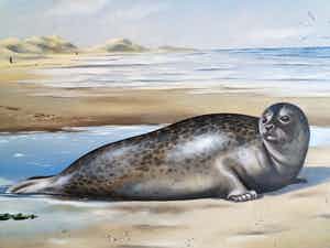 Rob van Assen - Zeehond op het strand verkocht voor € 250!
