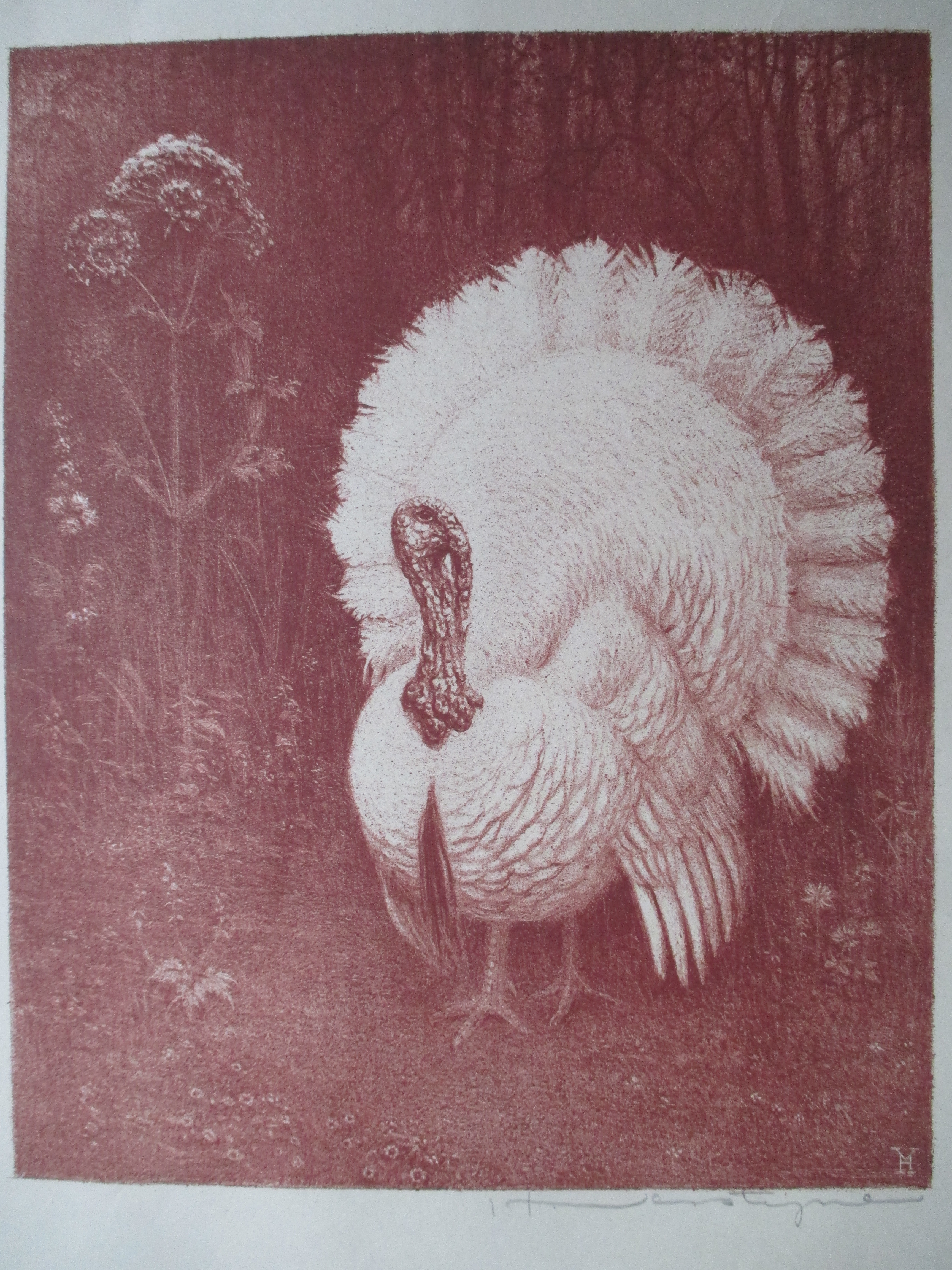 Henri Verstijnen - Litho Kalkoen verkocht voor € 35!